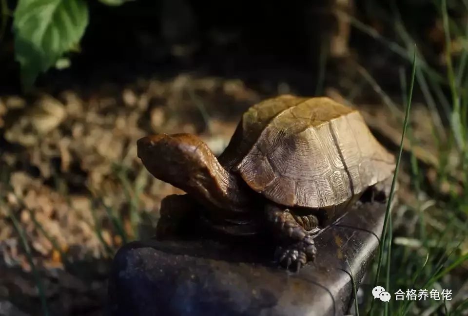 从环境上根治龟的腐皮(为CHOOSING林仔更新)