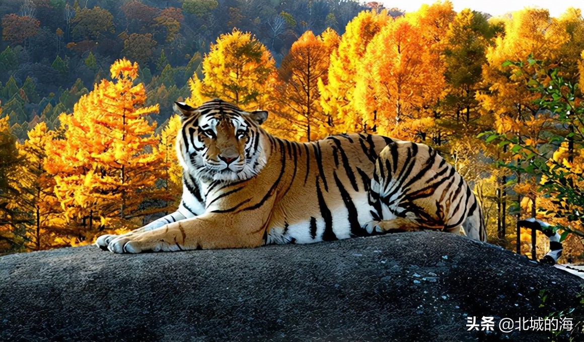 黑龙江有哪些世界之最,黑龙江有什么是排第一的