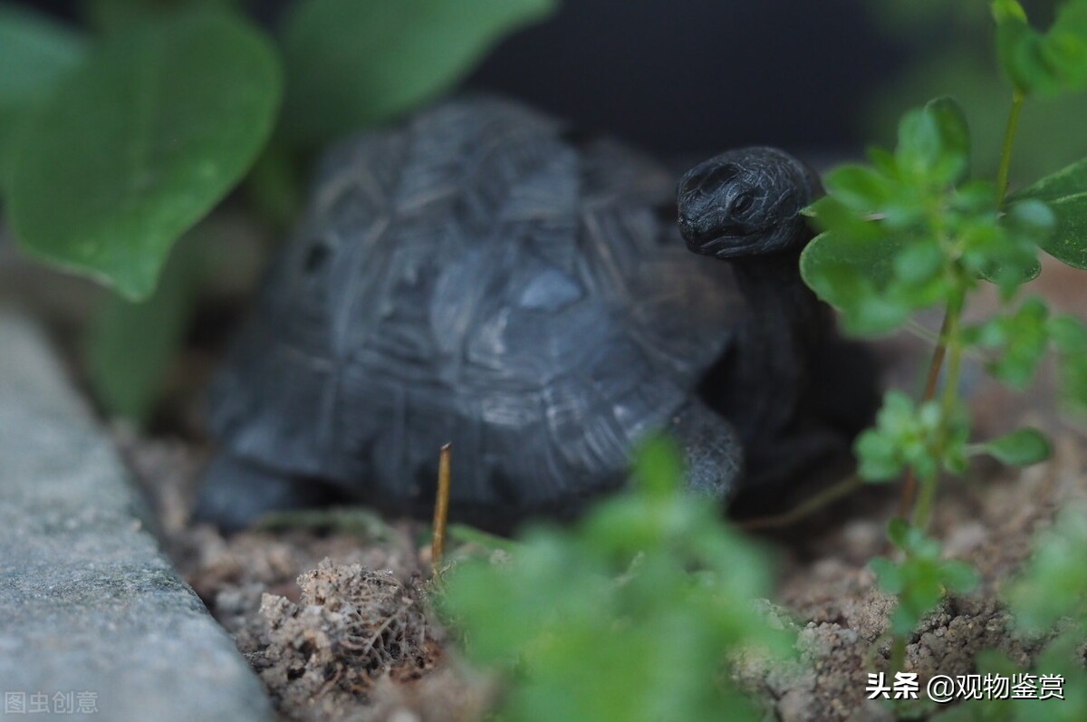 怎么养乌龟才能让乌龟活得更久,乌龟怎么养才能活得更长时间
