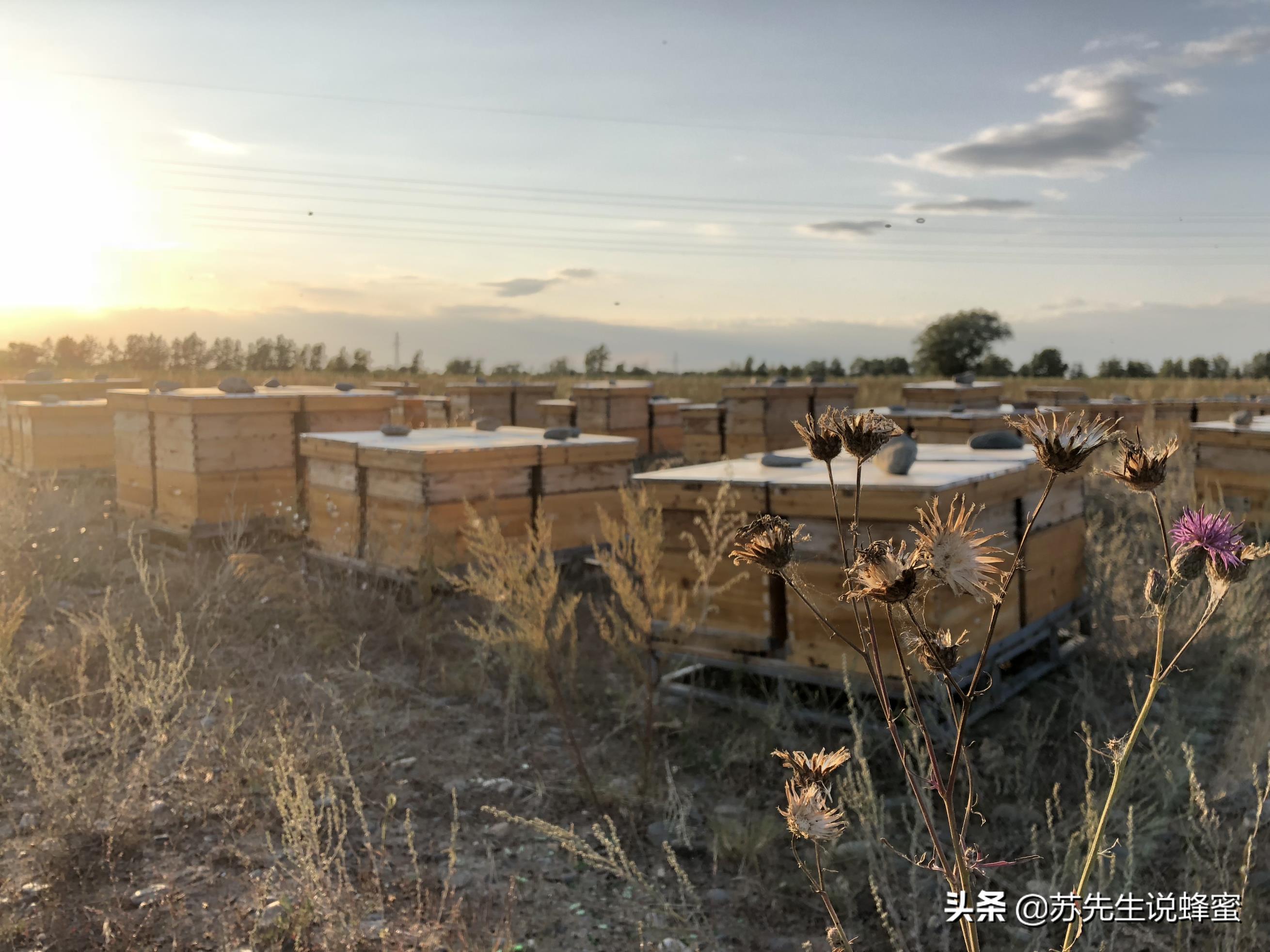 怎样辨别真蜂蜜假蜂蜜,怎么简单分辨假蜂蜜