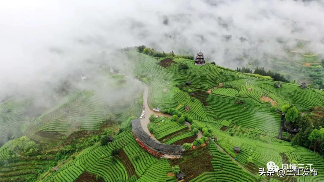 三江金奖茶,中国早春第一茶三江茶