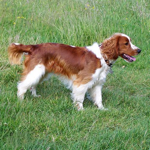 世上最罕见的狗品种图片,全世界狗品种视频