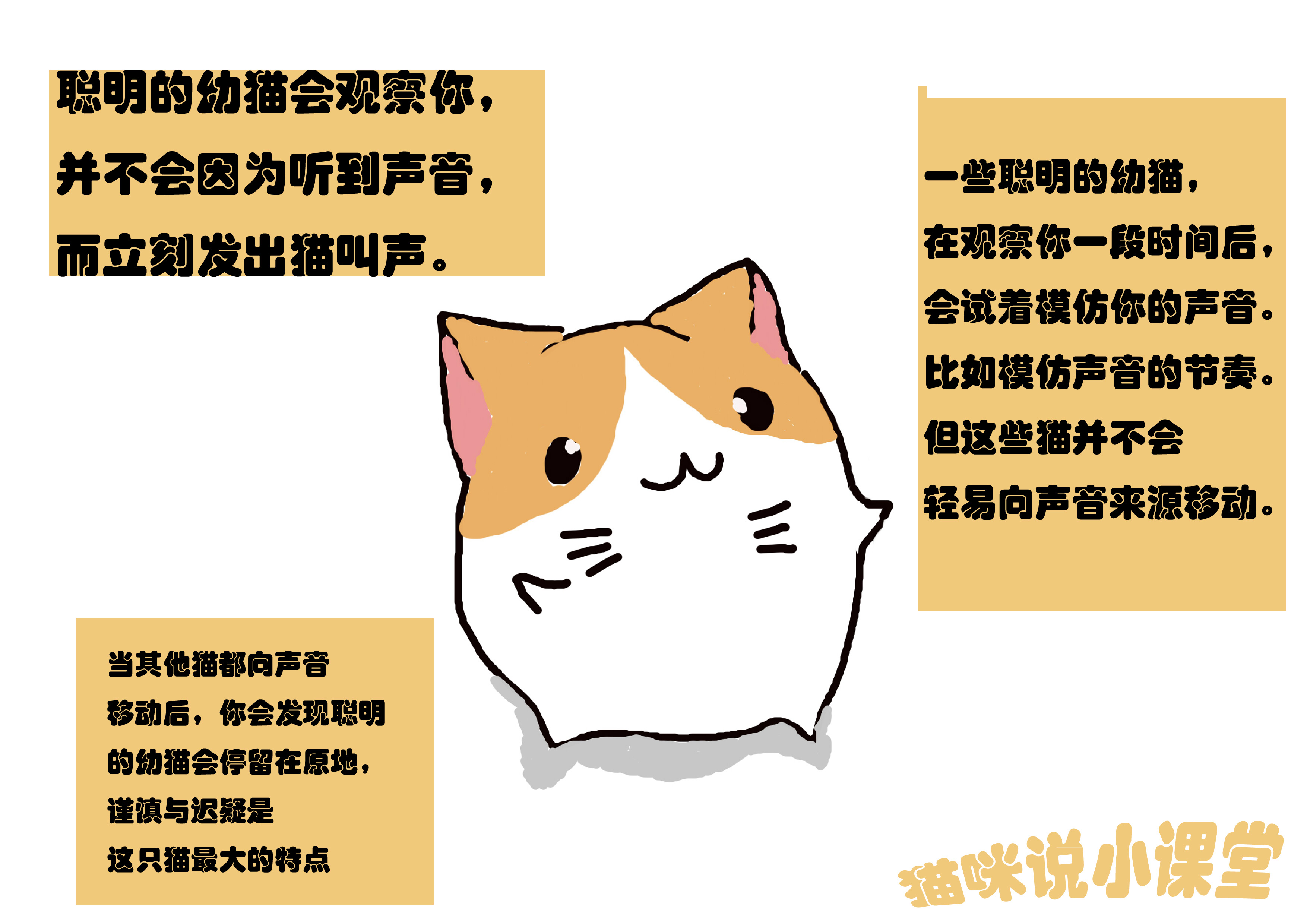 聪明小猫的特点,聪明小猫的智力有多高