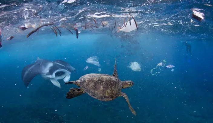 人类胚胎发现塑料,人类胎盘发现微塑料