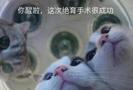 猫在啪啪啪的时候，也有快感吗？