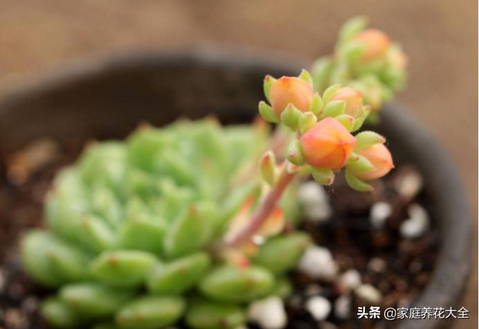 多肉冬天开花怎么办,多肉红稚莲冬天开花