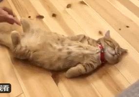 橘猫累到虚脱，四仰八叉躺在地板上呼呼大睡，网友：没电了