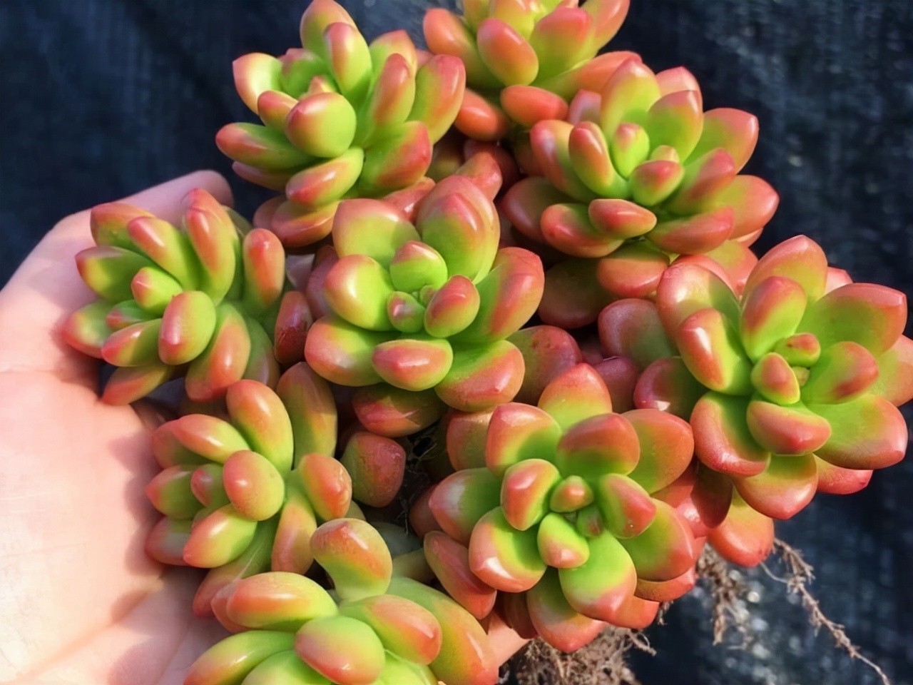 旋叶姬星美人多肉有香味吗,自带香味的多肉推荐