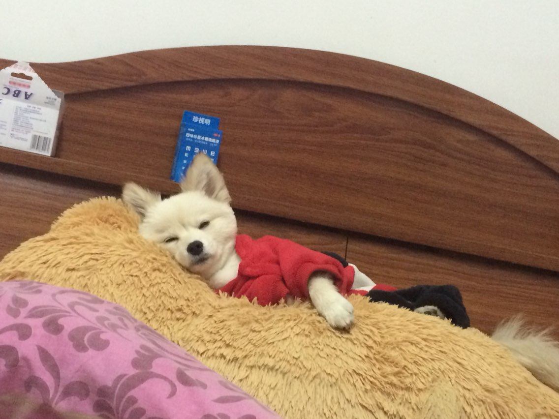 博美犬怎么养才能听话,博美犬为什么不建议养牧羊犬