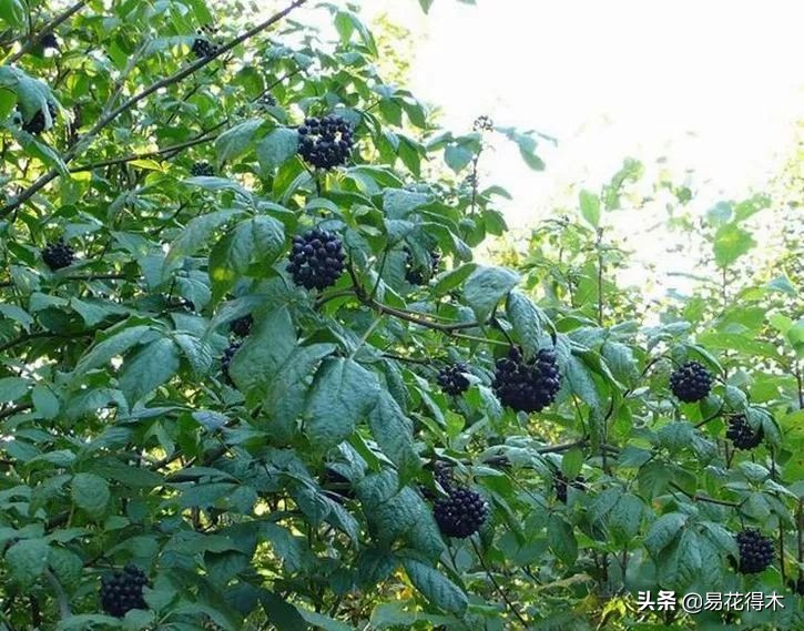 刺五加和五加皮的区别图片对比,刺五加是种什么药材