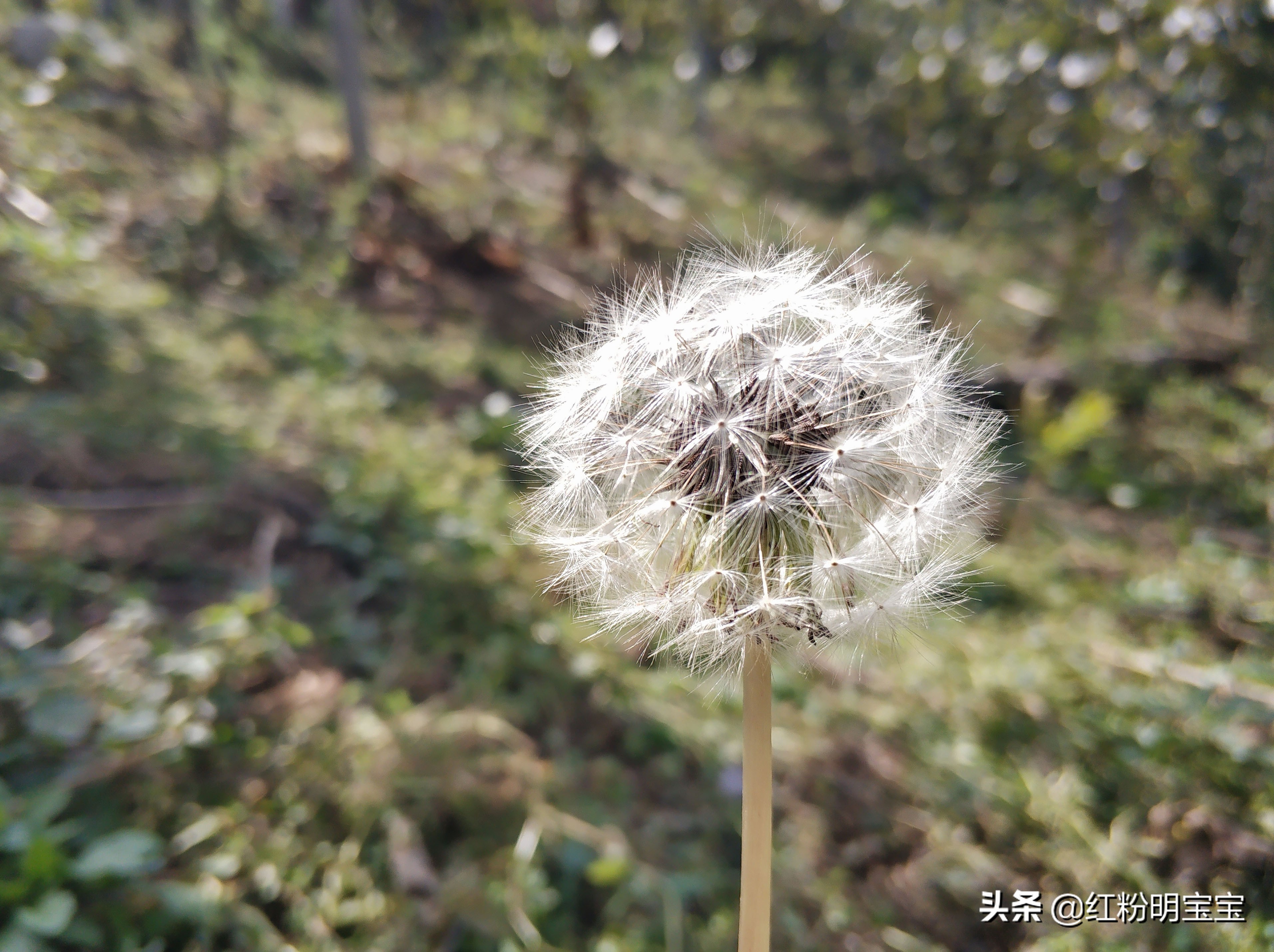 秦岭蒲公英花海,秦岭山下的蒲公英