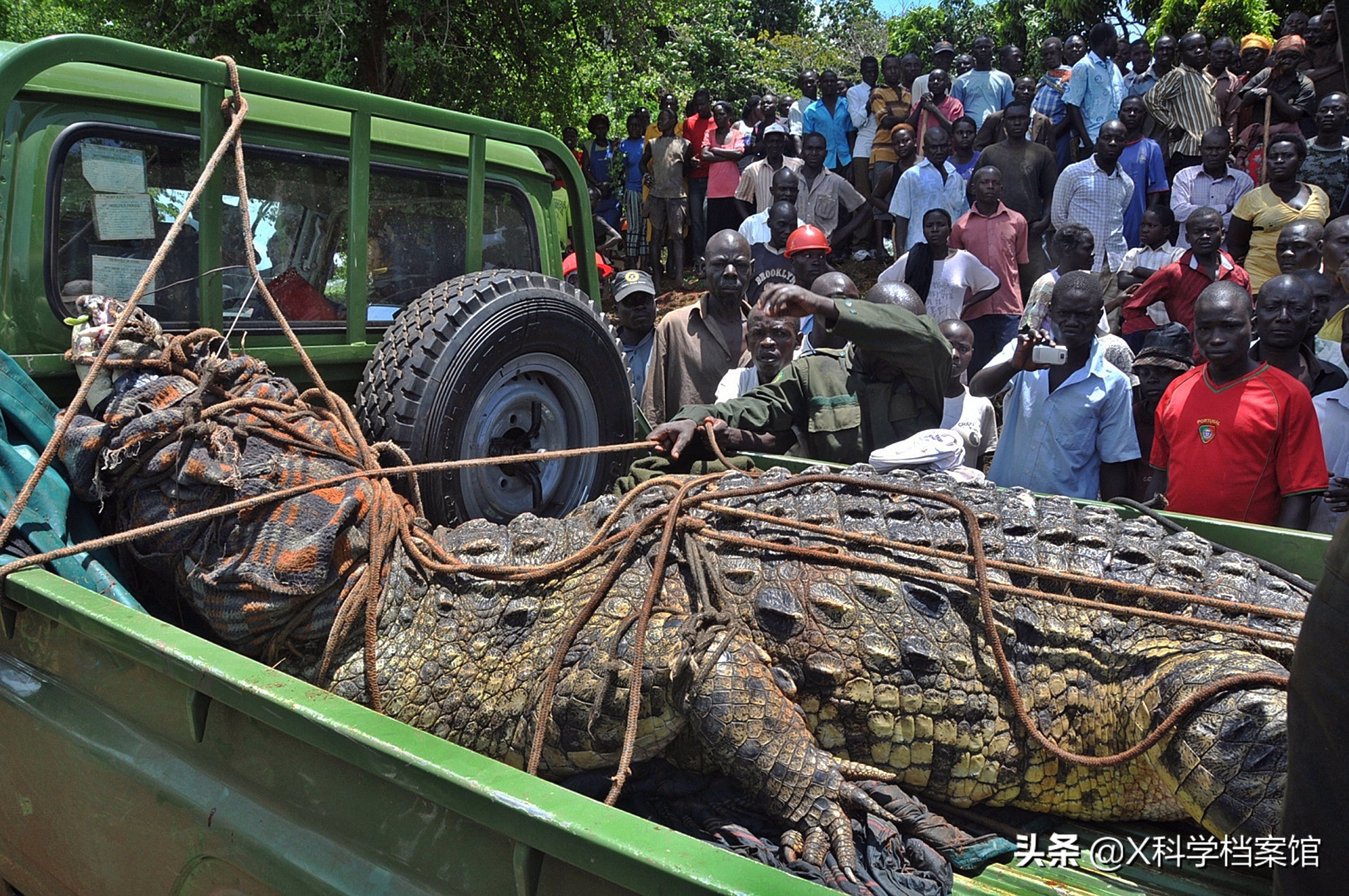 鳄鱼袭人，印尼村民愤怒*杀屠**300头，为什么说鳄鱼比鲨鱼还要凶残