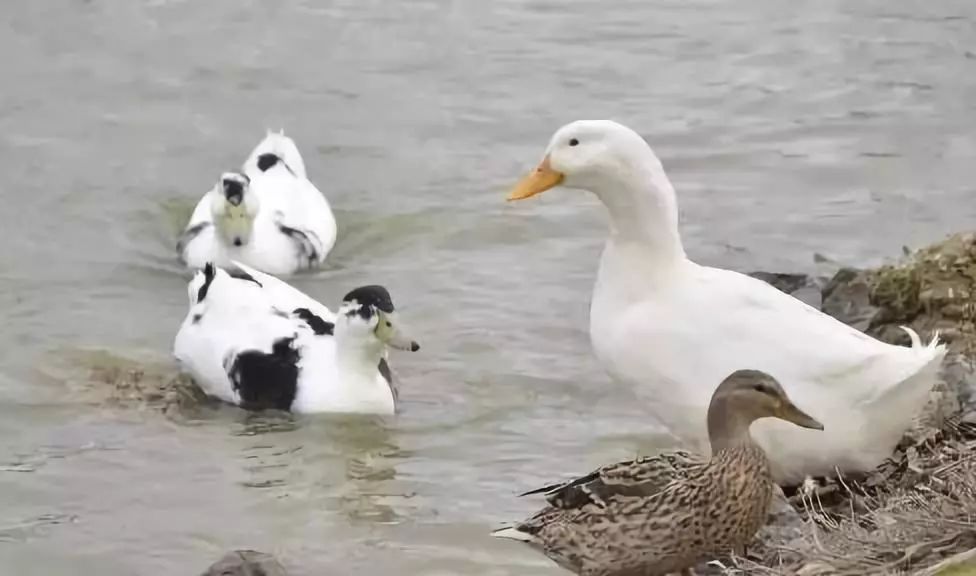 养鸭子能赚到钱,养鸭子10000只利润有多少