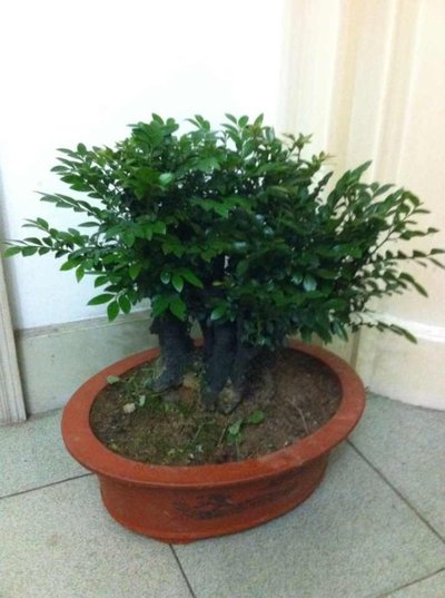 这八种花千万不要花钱购买了,碰到这4种花再漂亮也别买