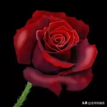 5201314，送你999玫瑰花，祝你爱情甜甜蜜蜜