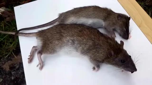 公司办公室有老鼠怎么办,住六楼有老鼠怎么处理