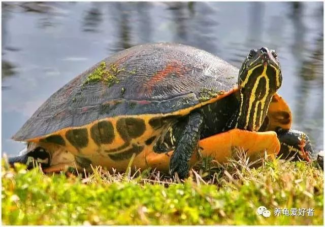 已经养的龟不吃食怎么办,加温养龟死亡原因