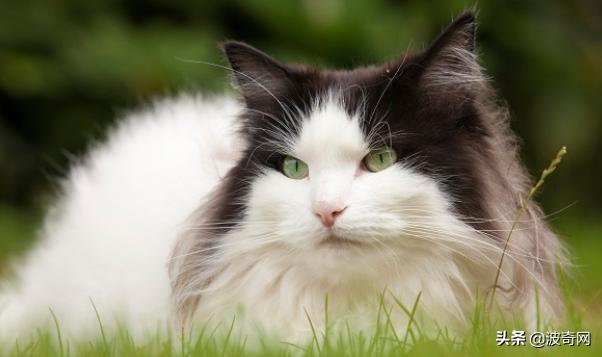 猫咪脸型体型怎么看,耳朵轮廓能看出猫咪的性格嘛