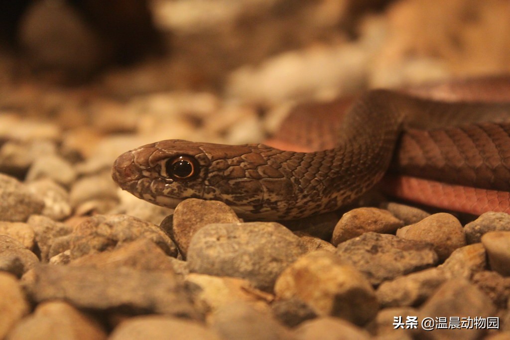 宠物蛇拒食能活多久啊视频,宠物蛇出现拒食