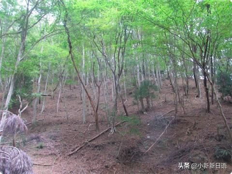 日本人为什么爱吃板栗,日本人为什么爱吃鱼