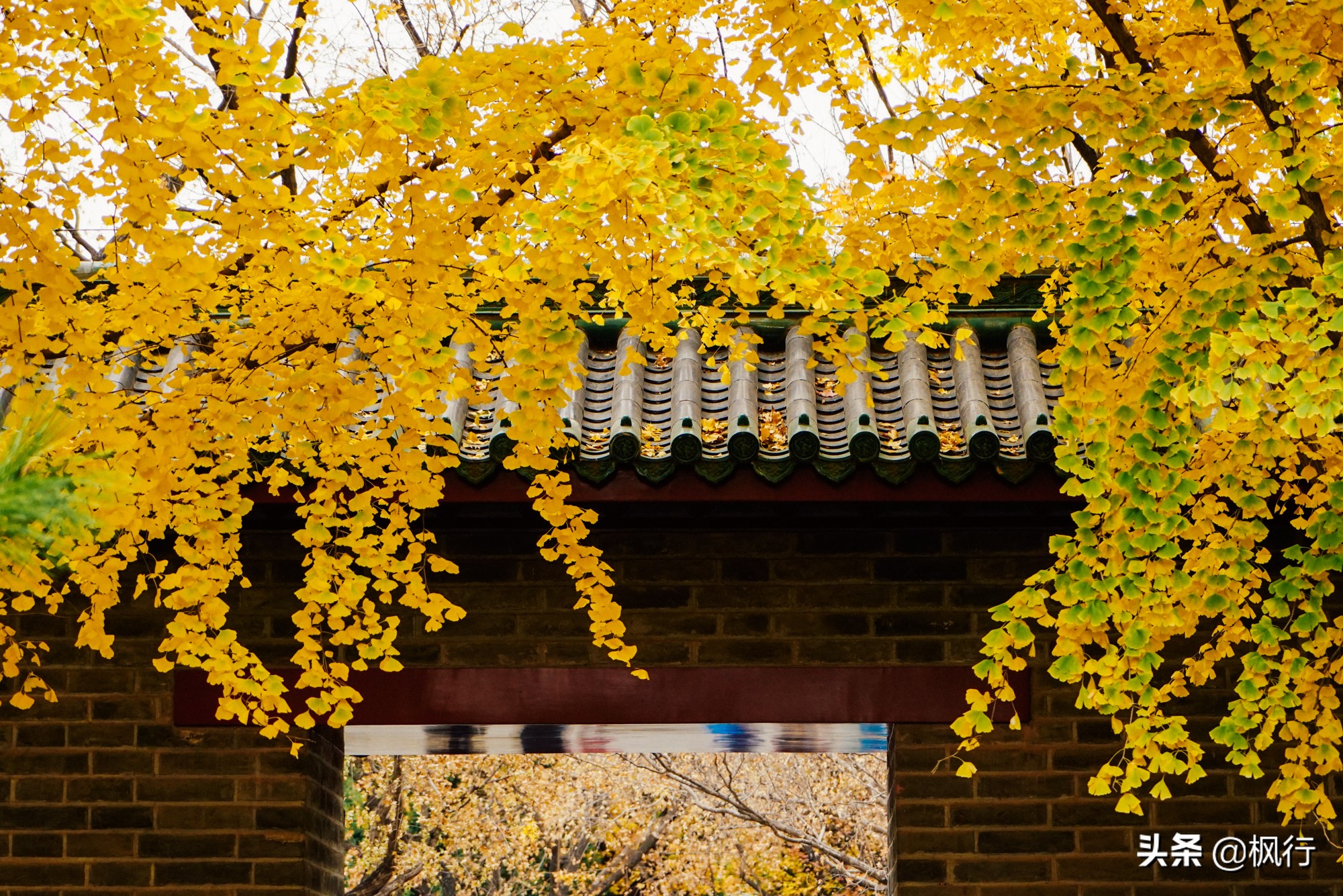 北京18个看银杏的好地方在哪,北京八大处看银杏攻略