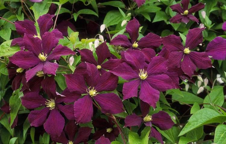 冬季铁线莲怎么枯了,铁线莲冬天用把枝条剪掉么