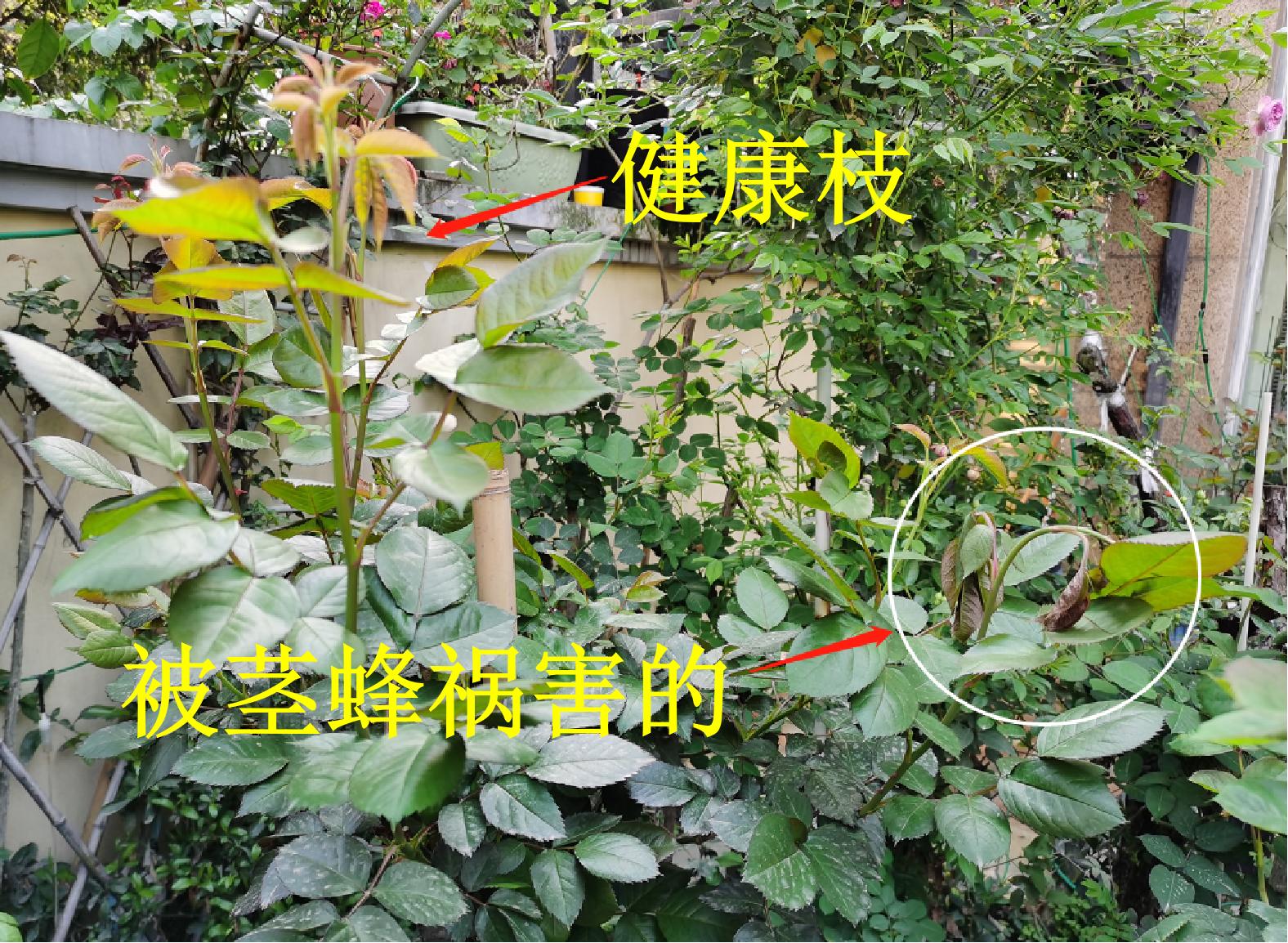 茎蜂危害的月季不剪会开花吗,月季如何防茎蜂