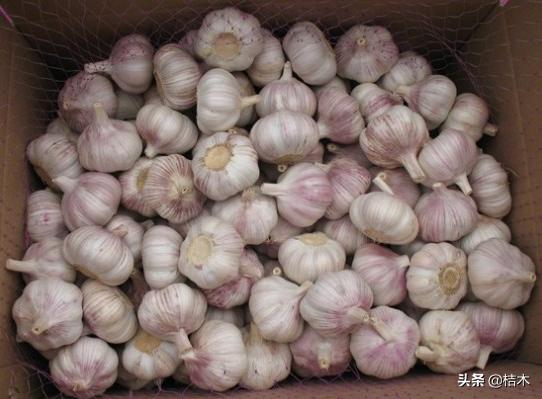 大蒜价格为何下跌,大蒜价格稳步回升新蒜价格会如何