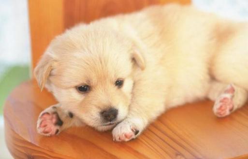 养狗喂狗粮喂多少合适,新手养狗应该怎么给狗狗喂餐