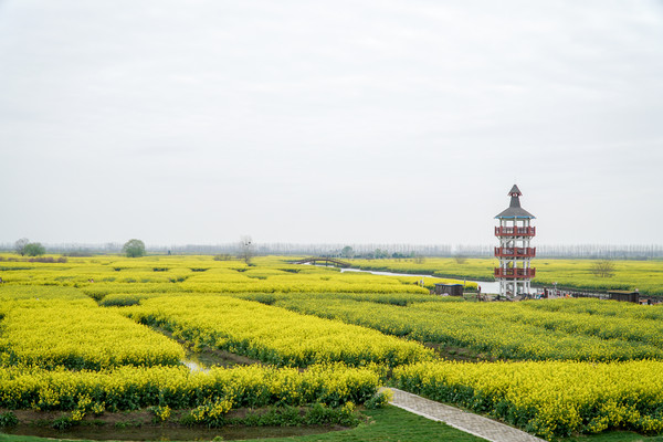 踏春赏花拍美景,踏春赏花逛湖
