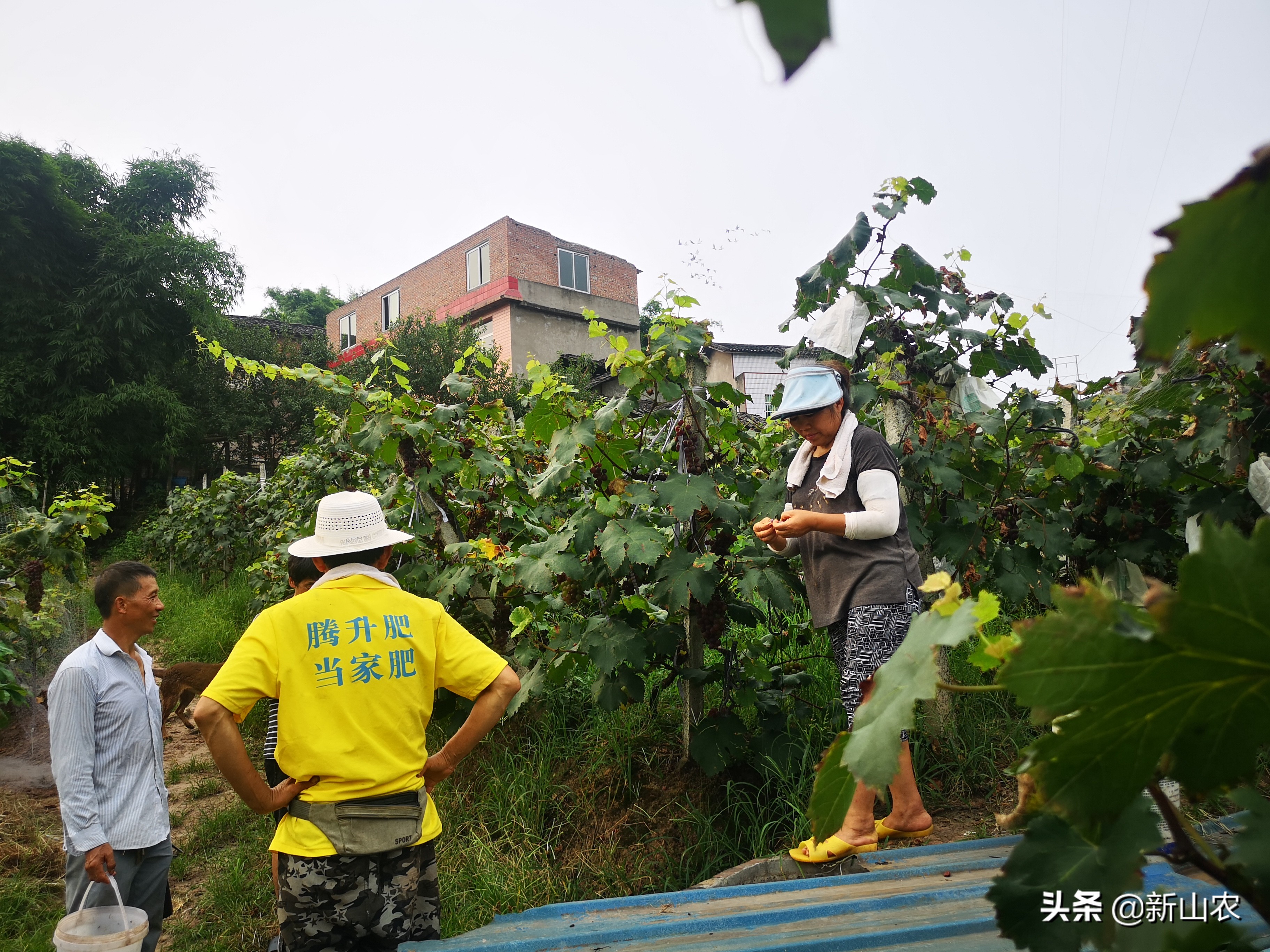 “洋气”的“土专家”，西彭镇马鞍村黄代华，“好人老黄”绰号