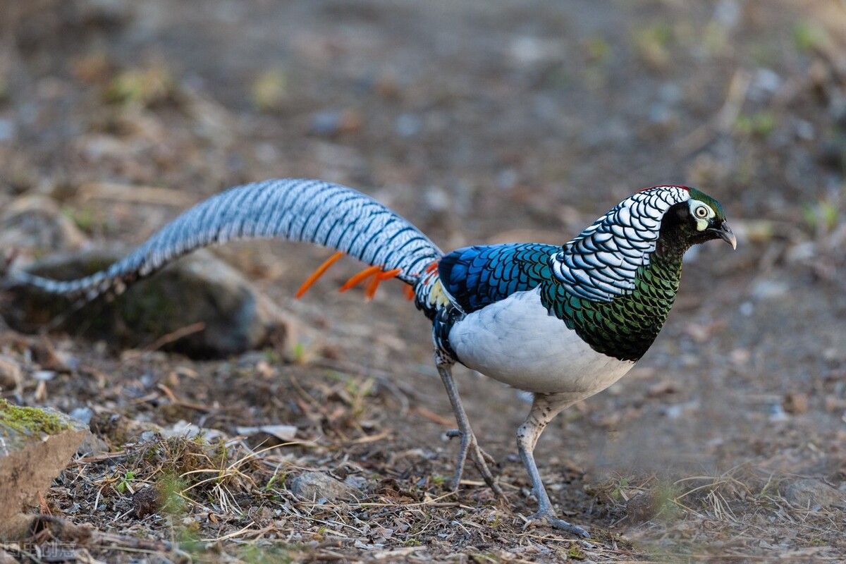 很多动物只在发情期交配,却很少听说得性病,两者有关吗?