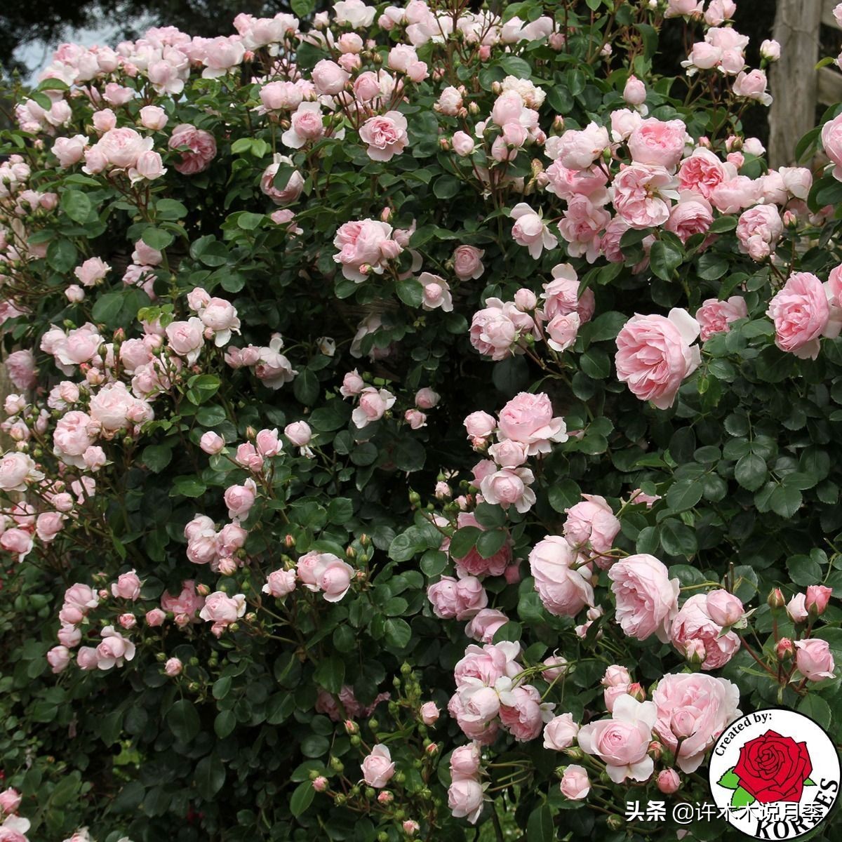 最漂亮10种藤本月季品种,50个经典藤本月季品种推荐