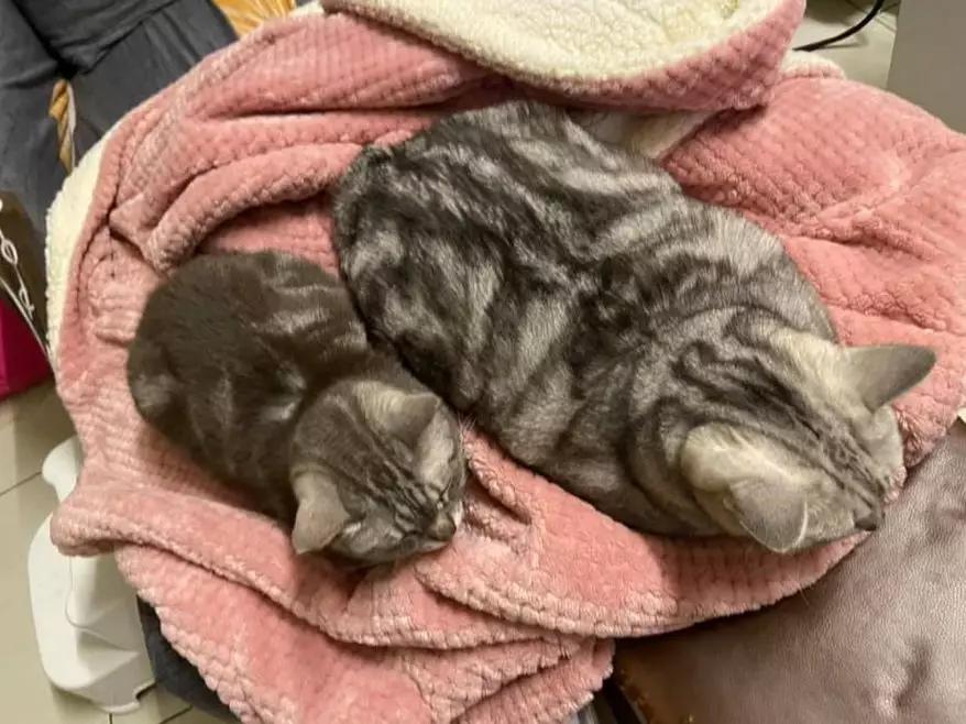 猫真的会把你当妈妈,猫把你当成妈妈是啥样子的