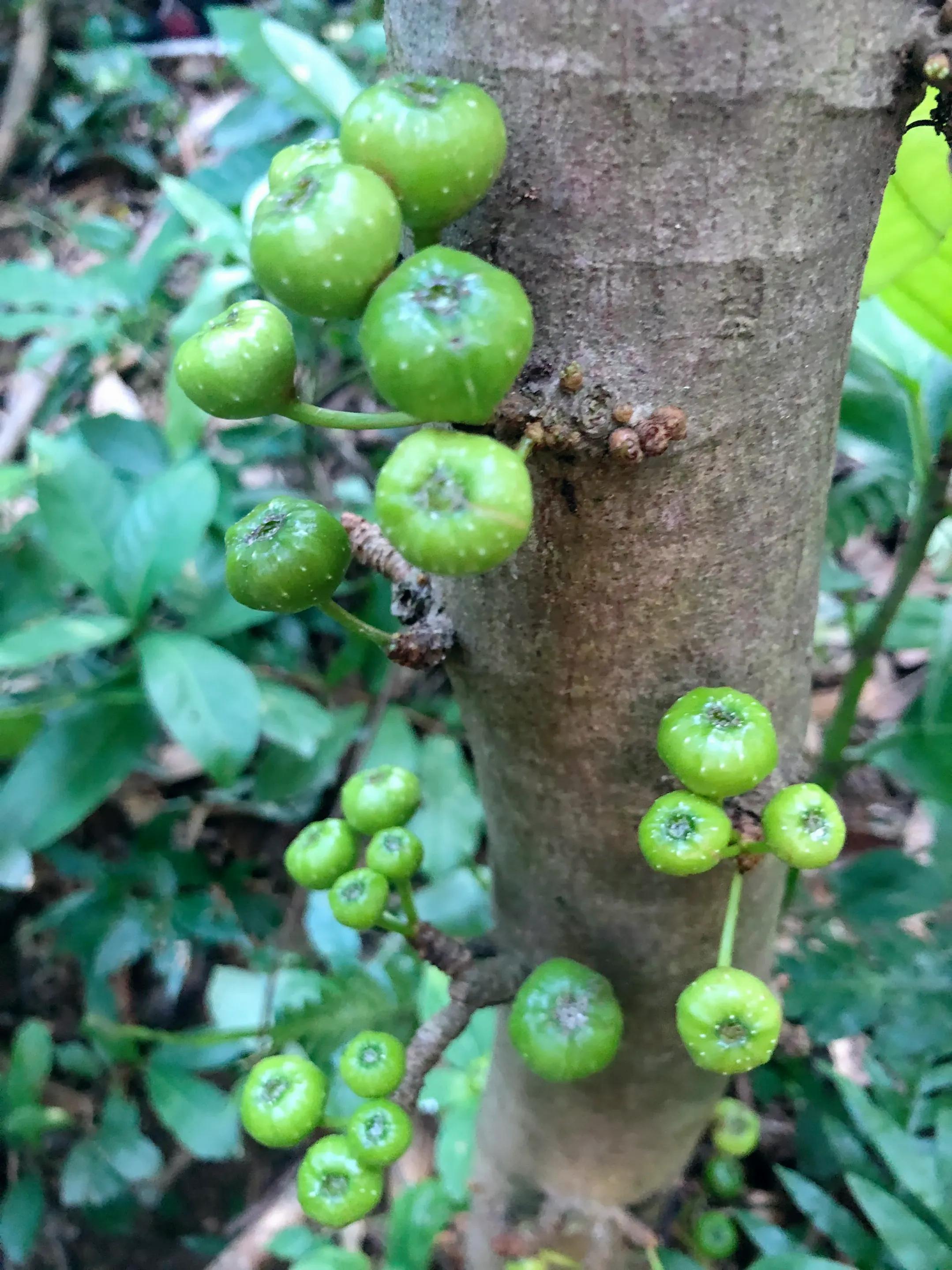 深山野岭野生植物,深山老林野菜植物
