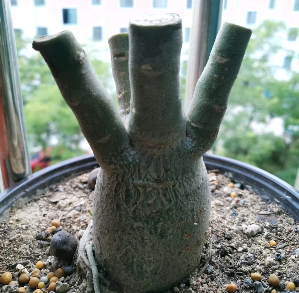 沙漠玫瑰肚子软怎么补救,沙漠玫瑰为什么肚子越养越小