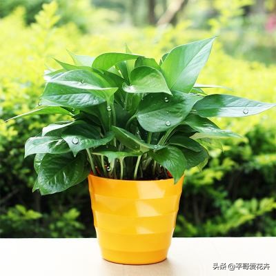 新房子装修放什么植物除甲醛,新房什么植物去除甲醛最好