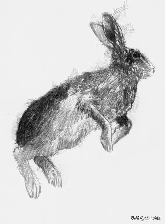 6-12岁儿童素描课程画动物,素描动物教程简单8-12岁