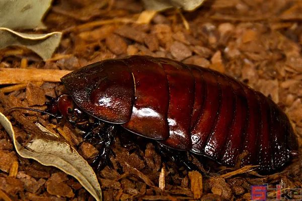 Sbike动植物百科：世界体型最大的各科目昆虫排行，奇妙！（上）