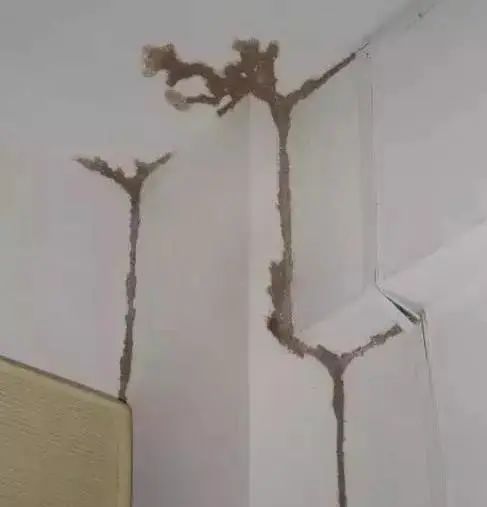 大水蚁进屋能活多久,大水蚁入侵房子