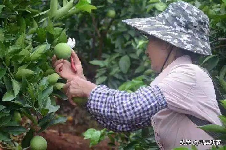 带有柠檬味的橙子,自带柠檬清香