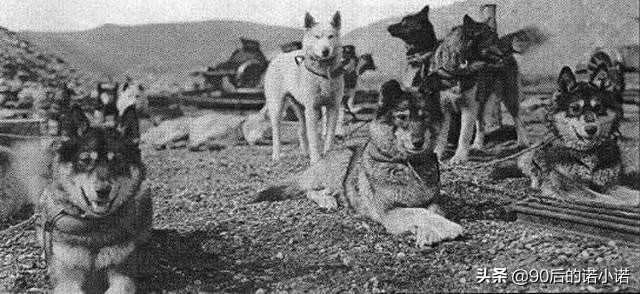 哈士奇拯救小镇,哈士奇救二哈