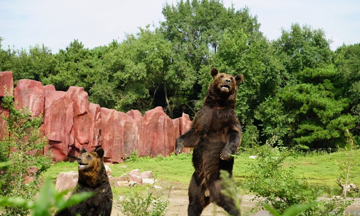 沈阳现在可以玩的动物园,沈阳森林动物园特色