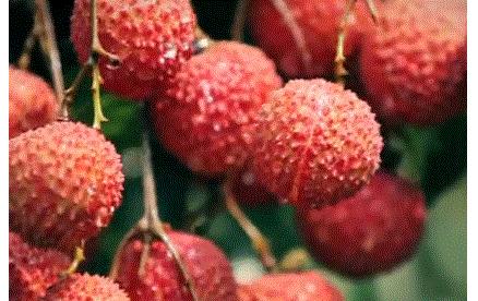 荔不从心！古人为了实现荔枝自由到底有多拼命？（菲李漫画）