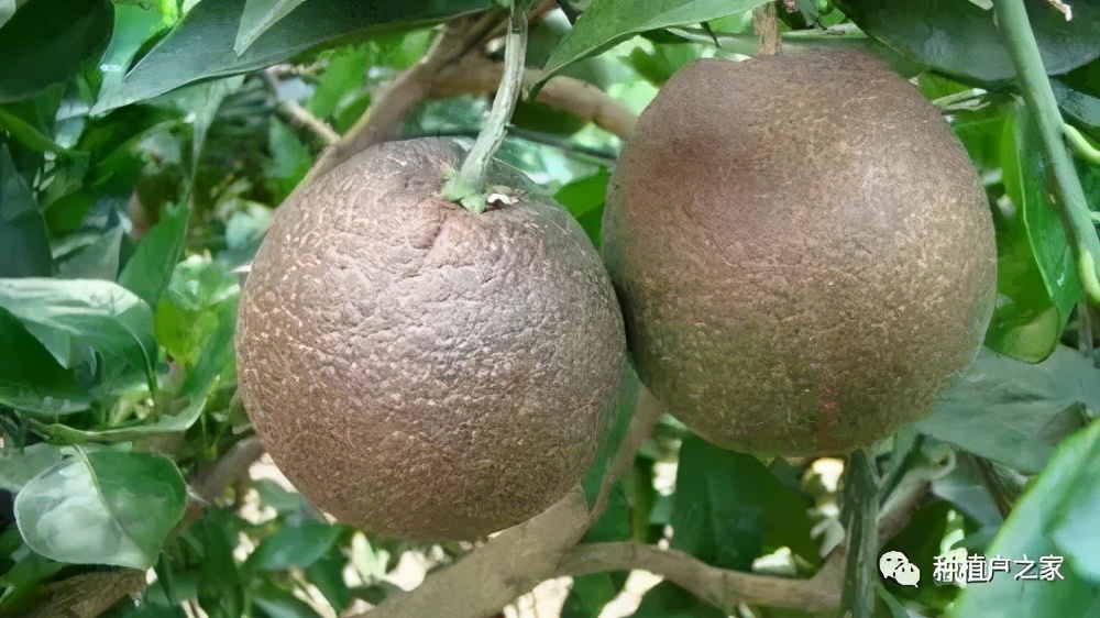 天天下雨柑橘树锈壁虱多吗,柑橘锈壁虱几月份打药