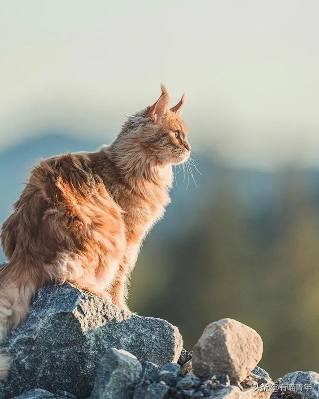 缅因猫看着很吓人但是很温柔,缅因猫真的有20万一只么