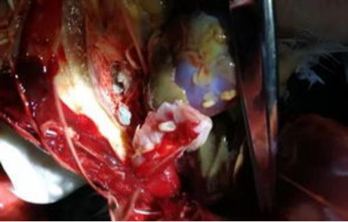 赛鸽白色念珠菌,赛鸽念珠菌整理方法