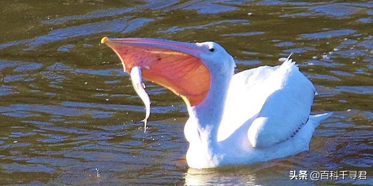 鹈鹕吞猎物到肚子里是怎么样的,鹈鹕的嘴真的是大口袋吗