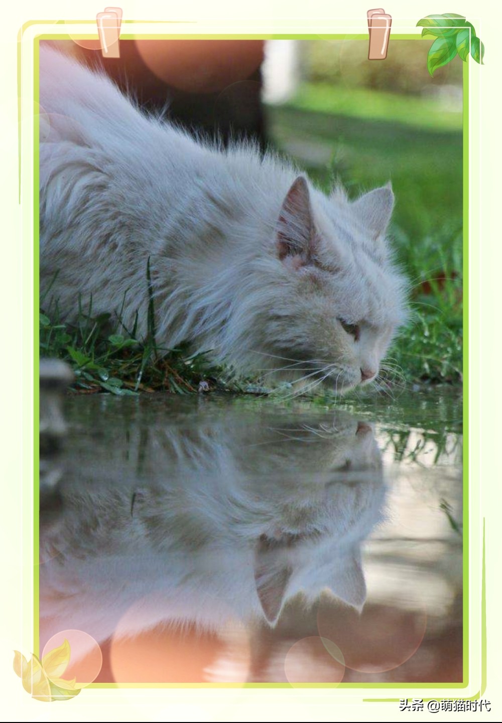 捡到没断奶的流浪猫应该怎么办,捡到无毛流浪猫怎么办