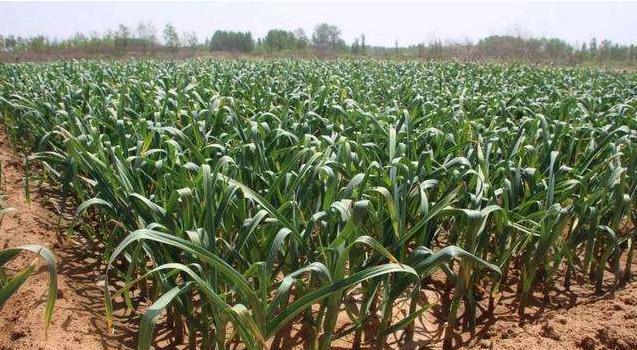 农村创业需要注意哪些事项,种植创业注意事项